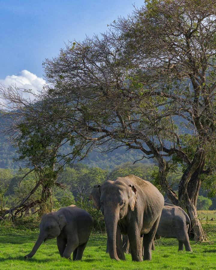 Minneriya: Minneriya National Park Private Wildlife Tour - Why Minneriya’s elephant gathering is the star of the show