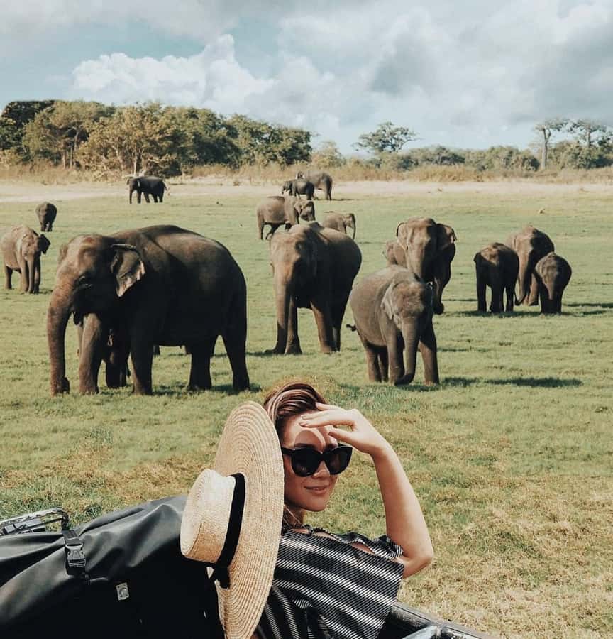 Minneriya: Minneriya National Park Private Wildlife Tour - What you’ll see in the safari: elephants first, then the extras