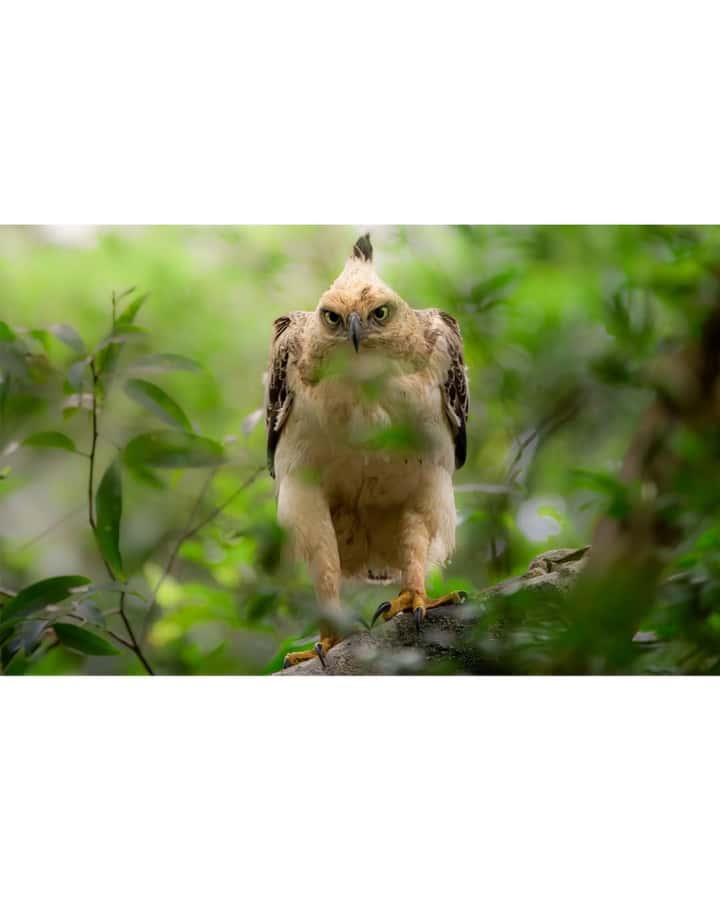 Minneriya: Minneriya National Park Private Wildlife Tour - Timing and crowds: the best “when” can be half the game