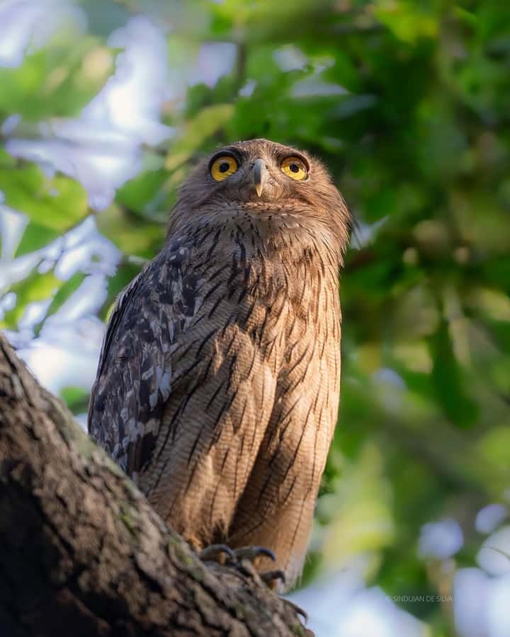 Minneriya: Minneriya National Park Private Wildlife Tour - Price and value: what $49 buys you (and what it doesn’t)