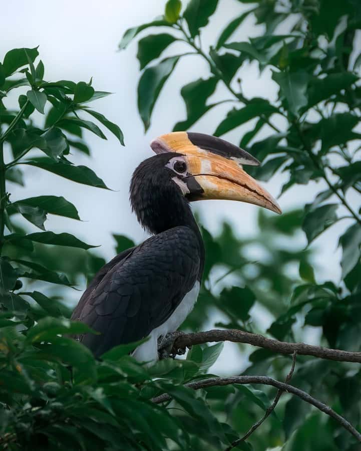 Minneriya: Minneriya National Park Private Wildlife Tour - Logistics that matter on safari day
