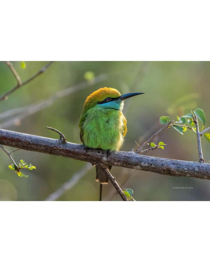 Minneriya: Minneriya National Park Private Wildlife Tour - Who this tour fits best