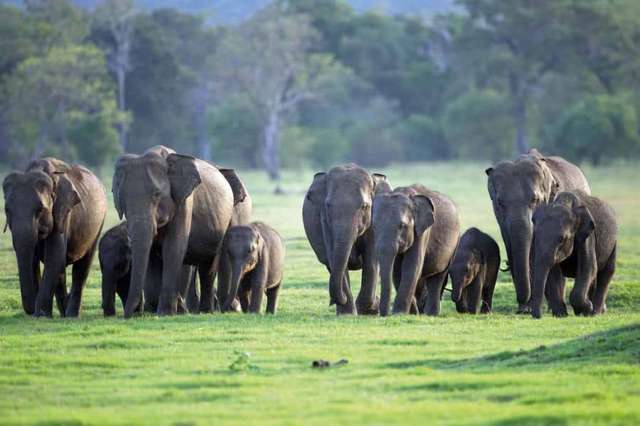 Minneriya National Park 4x4 jeep Safari Include Entrance Fee - Minneriya’s Elephant Gathering: Why This Safari Format Works
