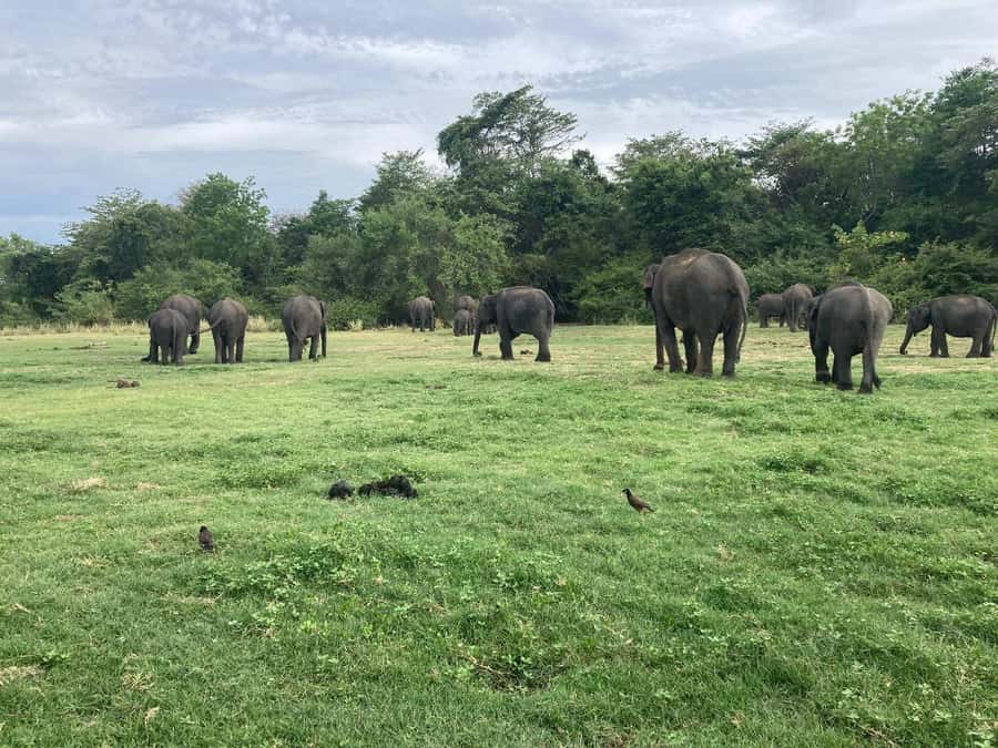 Minneriya National Park 4x4 jeep Safari Include Entrance Fee - Price and Value: Is $120 Worth It?