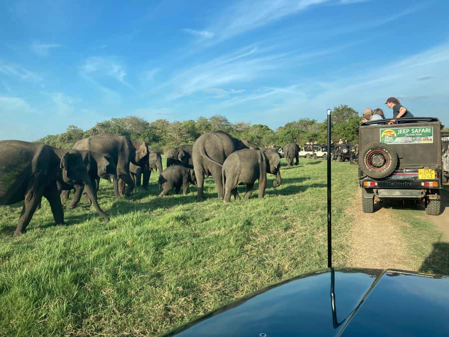 Minneriya National Park 4x4 jeep Safari Include Entrance Fee - Key Details at a Glance: What’s Included