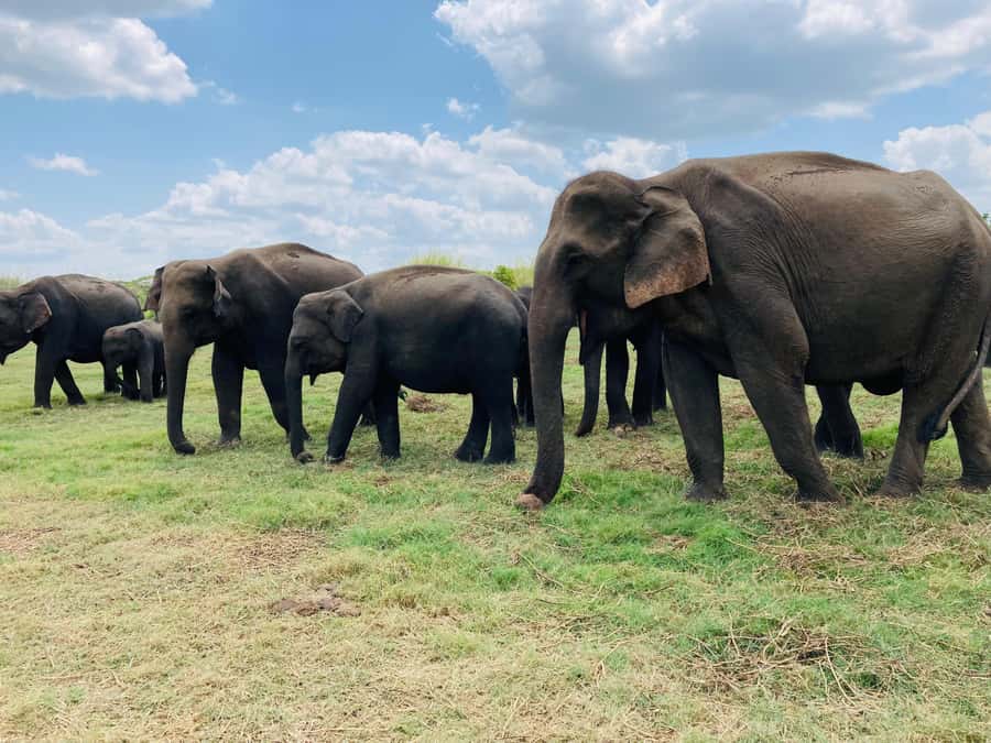 Minneriya National Park 4x4 jeep Safari Include Entrance Fee - Entering Minneriya: Tickets and Meeting Your Driver