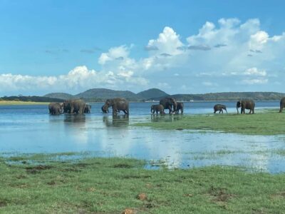 Minneriya National Park 4x4 jeep Safari Include Entrance Fee - Pick-Up From Habarana or Sigiriya (Early Morning or Afternoon)