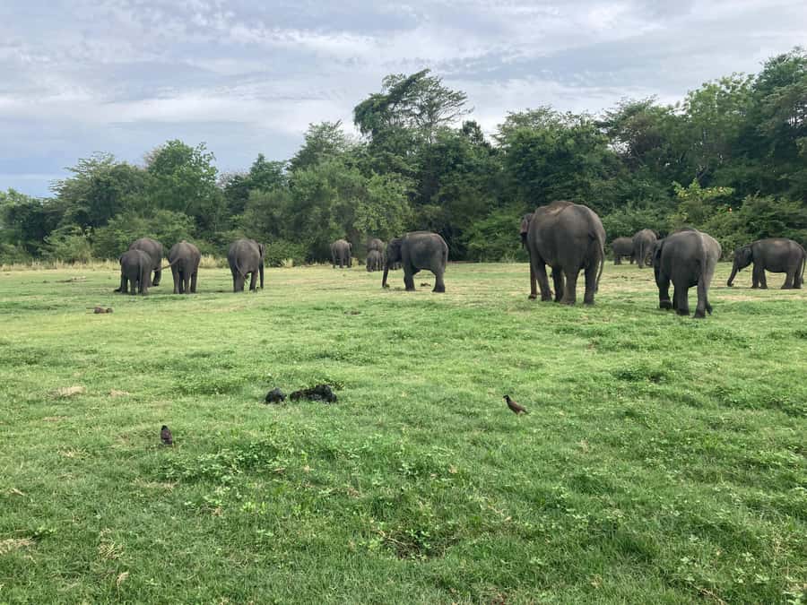 Minneriya National Park 4x4 jeep Safari Include Entrance Fee - Inside the Safari: How the 3 to 3.5 Hours Play Out