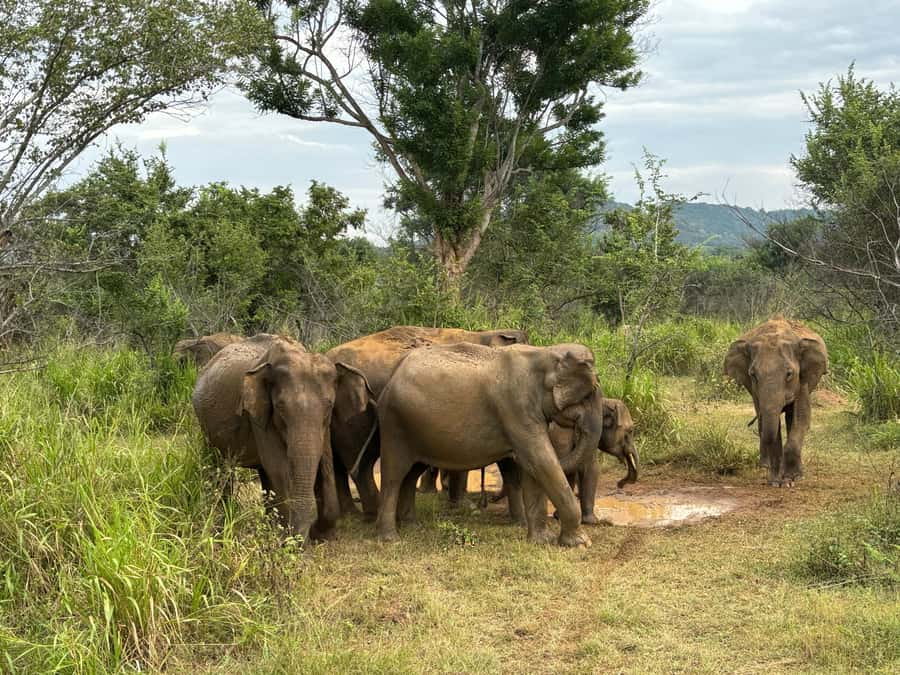 Minneriya National Park 4x4 jeep Safari Include Entrance Fee - Photography and Observation Stops That Actually Help