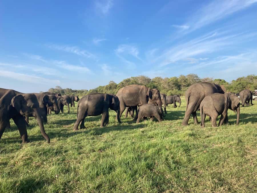 Minneriya National Park 4x4 jeep Safari Include Entrance Fee - Wildlife Beyond Elephants: Deer, Monkeys, Crocodiles, Birds