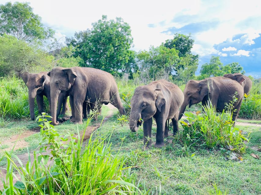 Minneriya National Park 4x4 jeep Safari Include Entrance Fee - Elephant Gathering Reality Check: How to Set Expectations