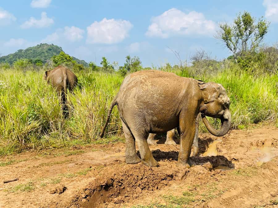 Minneriya National Park 4x4 jeep Safari Include Entrance Fee - Open-Top Jeep Comfort: What to Bring and What Not to Do