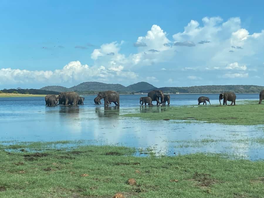 Minneriya National Park 4x4 jeep Safari Include Entrance Fee - Pick-Up From Habarana or Sigiriya (Early Morning or Afternoon)