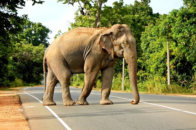 Minneriya National Park Elephant Safari - Key highlights you’ll feel fast