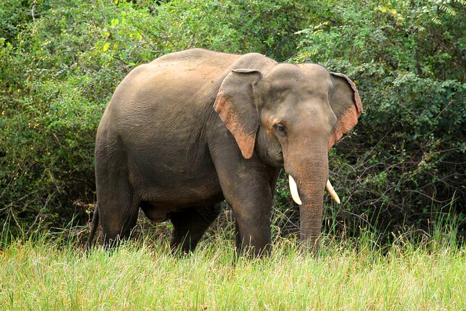 Minneriya National Park Elephant Safari - Comfort and safety: what the luxury vehicle claim means in practice