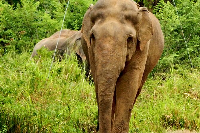Minneriya National Park Elephant Safari - Getting the most out of your guide during elephant sightings