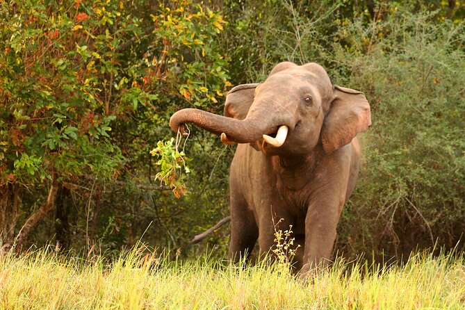 Minneriya National Park Elephant Safari - Weather can make or break the day