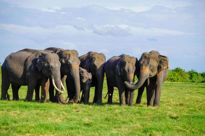 Minneriya: National Park Elephant Safari with Hotel Pickup - What to bring (and what to skip)