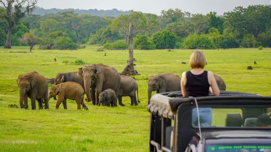 Minneriya: National Park Elephant Safari with Hotel Pickup - Minneriya Tank is where the elephant drama happens