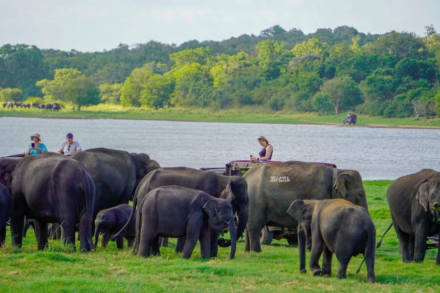 Minneriya: National Park Elephant Safari with Hotel Pickup - Elephant spotting tactics that actually pay off