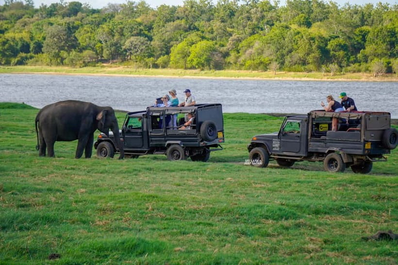 Minneriya: National Park Elephant Safari with Hotel Pickup - What else you might see besides elephants