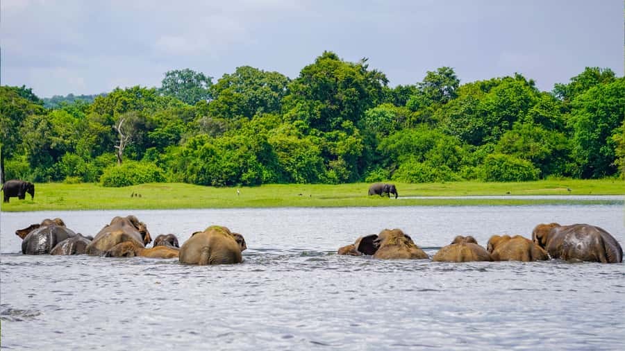 Minneriya: National Park Elephant Safari with Hotel Pickup - Comfort, jeep time, and how private transport changes the experience