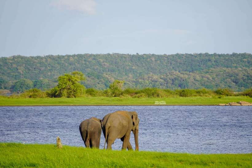 Minneriya: National Park Elephant Safari with Hotel Pickup - Price and value: the entrance fee isn’t included