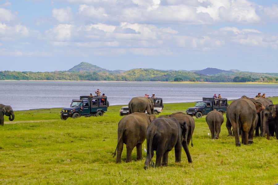 Minneriya: National Park Elephant Safari with Hotel Pickup - Guides matter: how names like Sudee signal the style