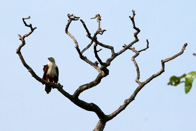 Minneriya National Park Elephant Safari - Pickup around Sigiriya, Dambulla, and Habarana (and why it matters)