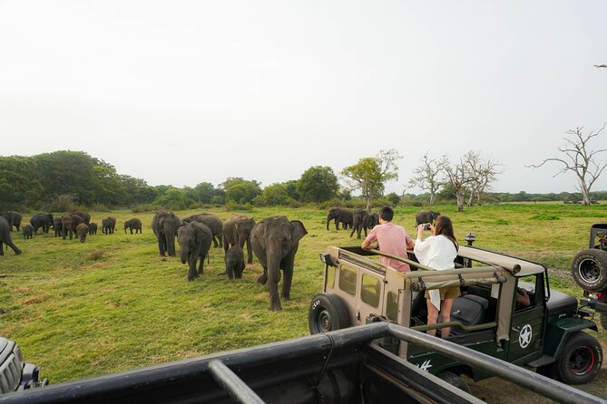 Minneriya National Park Half Day Elephant Safari - Key Things to Know Before You Go