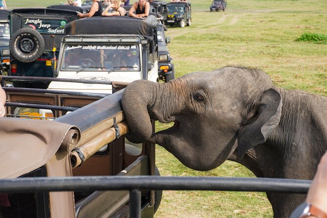 Minneriya National Park Half Day Elephant Safari - Best Use: When This Safari Fits Your Sri Lanka Route