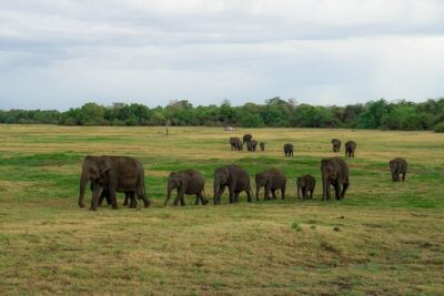Minneriya National Park Half Day Elephant Safari - Pickup from Dambulla, Sigiriya, or Habarana: Why It Matters