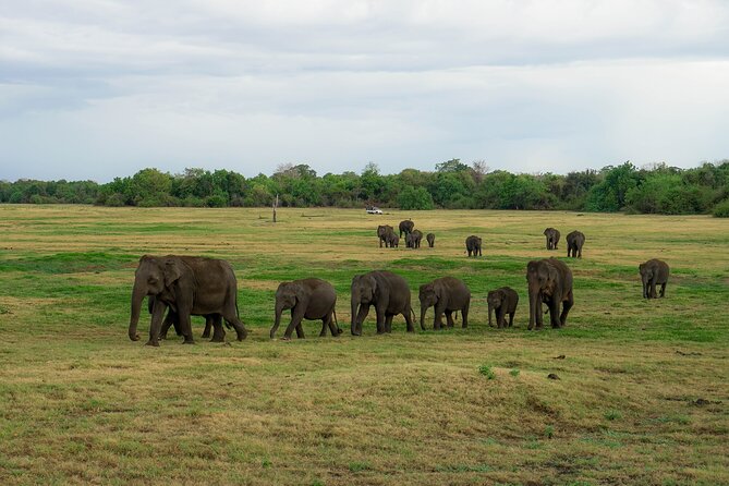 Minneriya National Park Half Day Elephant Safari - Pickup from Dambulla, Sigiriya, or Habarana: Why It Matters