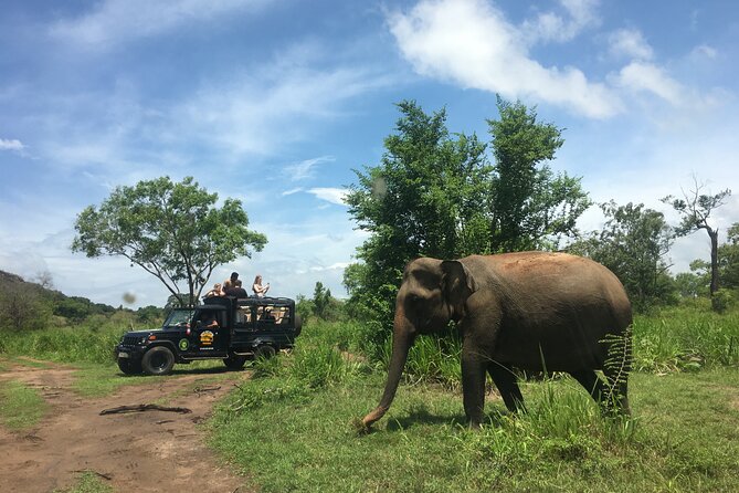 Minneriya National Park halfday Safari - Price and ticket math: how the $75 base turns into the final total