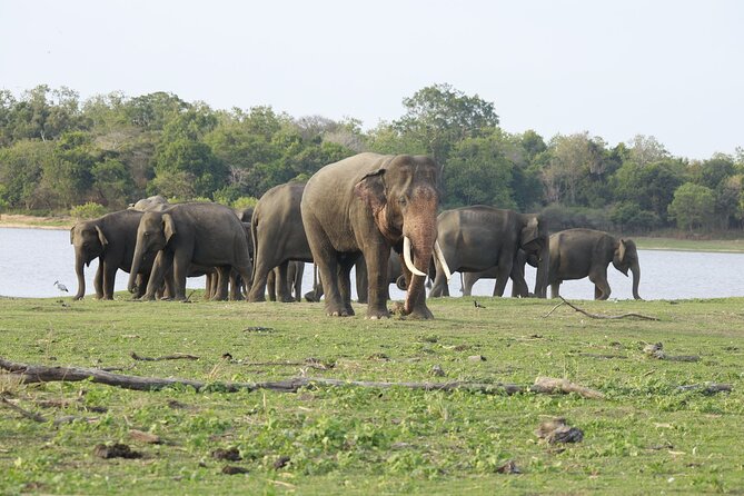 Minneriya National Park halfday Safari - Lunch, breakfast, and what to eat before the safari