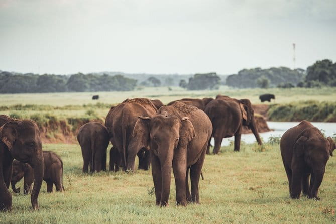 Minneriya National Park Private Safari - Key highlights worth planning around