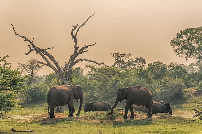 Minneriya National Park Private Safari - Private 4x4 logistics: small group, rough terrain, real safety