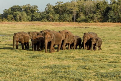 Minneriya National Park : Private Safari - Your Timing Window: 2:30 PM to 5:30 PM Evening Safari