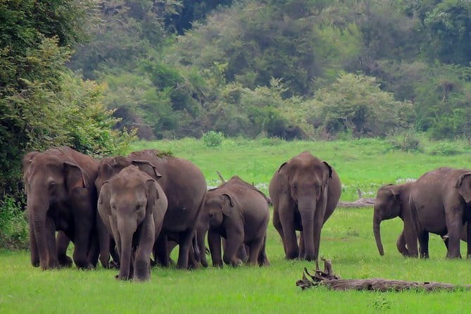 Minneriya National Park Private Safari - Entrance tickets: choose Jeep with Tickets or Jeep with No Tickets
