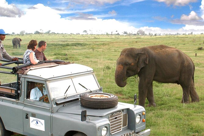 Minneriya National Park Private Safari from Habarana - Key Highlights You’ll Feel on the Safari