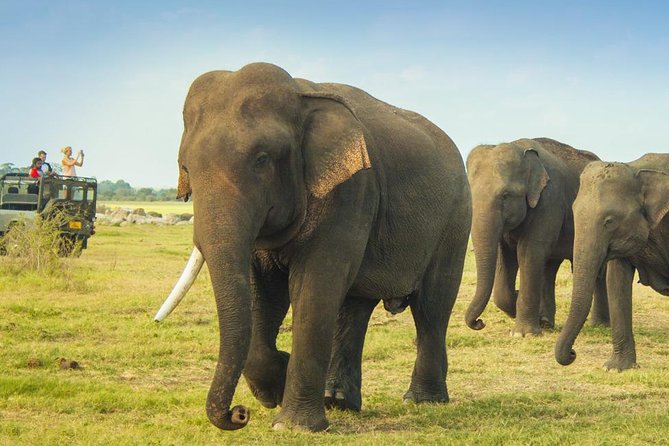 Minneriya National Park Private Safari from Habarana - Why Minneriya Works So Well From Habarana