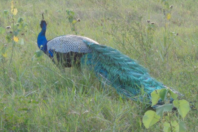 Minneriya National Park Private Safari from Habarana - What You Can Look For: Elephants First, Then the Rest of the Game