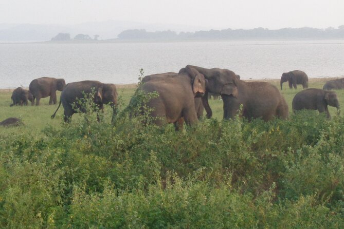 Minneriya National Park Private Safari from Habarana - How the 2–3 Hour Format Fits Real Schedules
