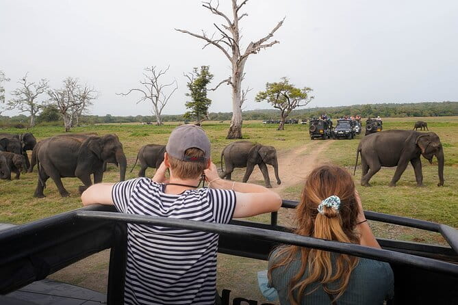 Minneriya National Park Private Safari Tour - 4-hour itinerary breakdown: forests, grasslands, and wetlands