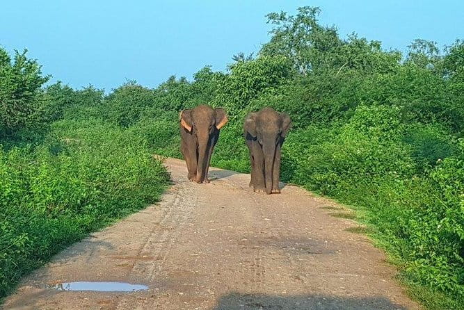 Minneriya National Park Private Safari Tour - Who should book this private Minneriya safari, and who should skip it