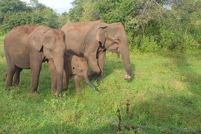 Minneriya National Park Private Safari Tour - What you’ll see in Minneriya National Park (and what’s realistic)