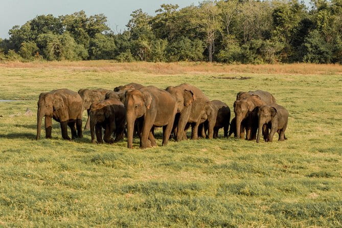 Minneriya National Park : Private Safari - Your Timing Window: 2:30 PM to 5:30 PM Evening Safari