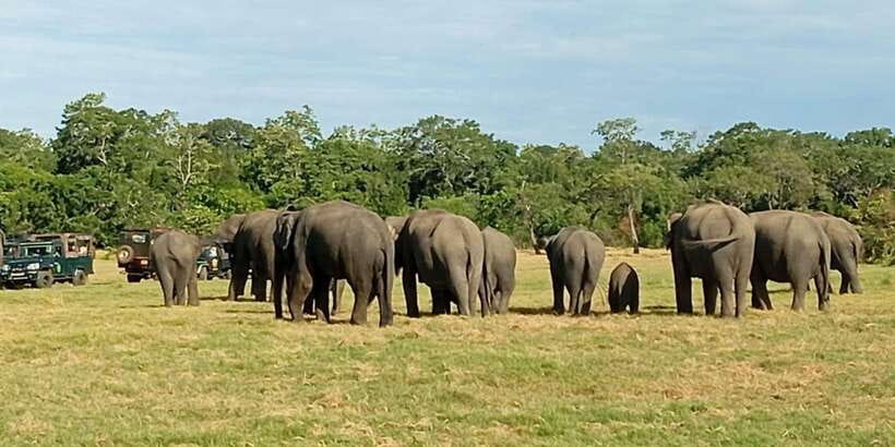 Minneriya National Park Safari - Entrance Fee Included - Why Minneriya’s Elephant Gathering Is the Main Event