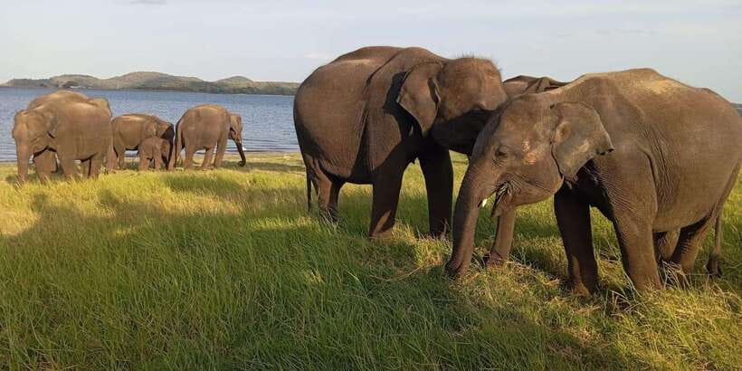 Minneriya National Park Safari - Entrance Fee Included - The 3.5-Hour Jeep Safari in Minneriya National Park