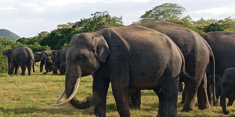 Minneriya National Park Safari - Entrance Fee Included - What You Might See Besides Elephants (and Why It’s Still Worth It)